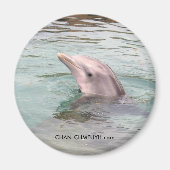Dolphin Magnet (Voorkant)