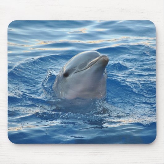 Dolphin Muismat (Voorkant)