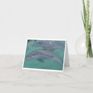Dolphin Note Cards Kaart