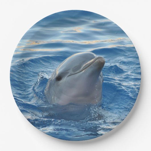 Dolphin Papieren Bordje (Voorkant)