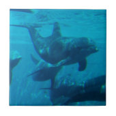 Dolphin Play Tile Tegeltje (Voorkant)
