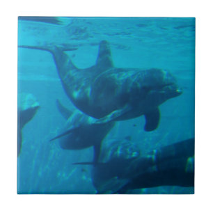 Dolphin Play Tile Tegeltje