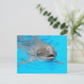 Dolphin Post Card Briefkaart (Staand voorkant)