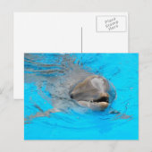 Dolphin Post Card Briefkaart (Voorkant / Achterkant)