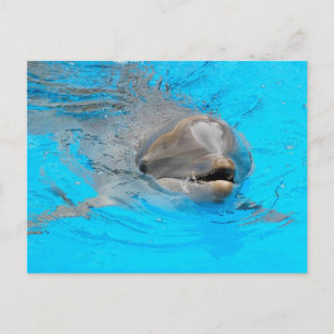 Dolphin Post Card Briefkaart