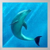 Dolphin Poster (Voorkant)