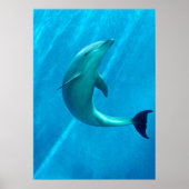 Dolphin Poster (Voorkant)