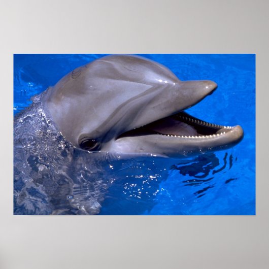 Dolphin Poster (Voorkant)