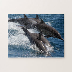 Dolphin Puzzle Legpuzzel