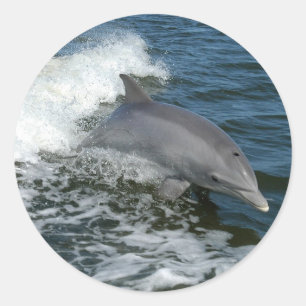 Dolphin Ronde Sticker