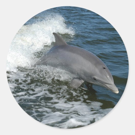 Dolphin Ronde Sticker (Voorkant)