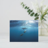 Dolphin-serie Briefkaart (Staand voorkant)