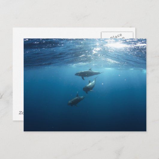 Dolphin-serie Briefkaart (Voorkant / Achterkant)