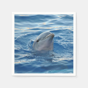 Dolphin Servet