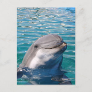 Dolphin Smile Briefkaart