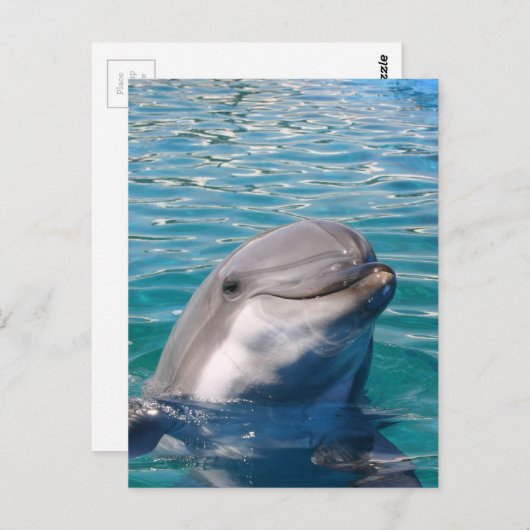 Dolphin Smile Briefkaart (Voorkant / Achterkant)