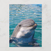 Dolphin Smile Briefkaart (Voorkant)