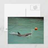 Dolphin-speelbal Briefkaart (Voorkant / Achterkant)