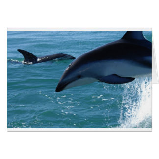 Dolphin Splash Destiny Beach Ocean Natuur