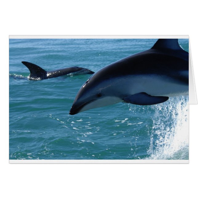 Dolphin Splash Destiny Beach Ocean Natuur (Voorkant Horizontaal)