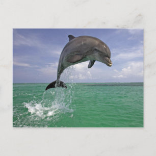 Dolphin-springen Briefkaart