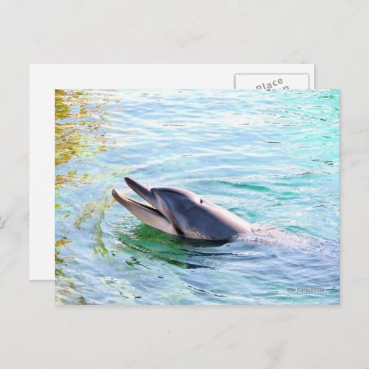 Dolphin Swimming Briefkaart (Voorkant / Achterkant)