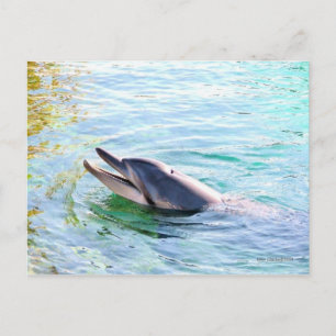 Dolphin Swimming Briefkaart