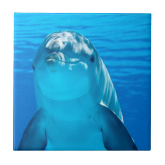 Dolphin Tegeltje