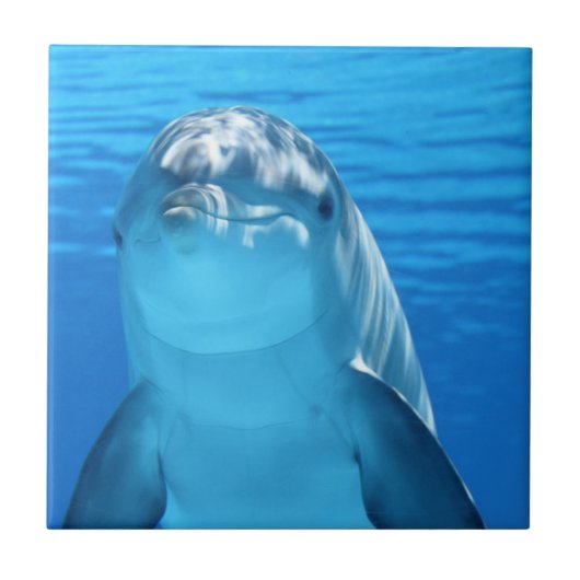 Dolphin Tegeltje (Voorkant)