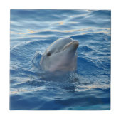 Dolphin Tegeltje (Voorkant)
