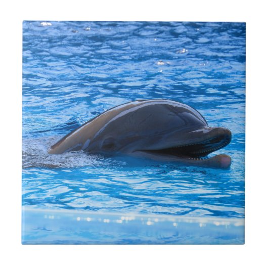 Dolphin Tegeltje (Voorkant)