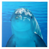Dolphin Tegeltje (Voorkant)