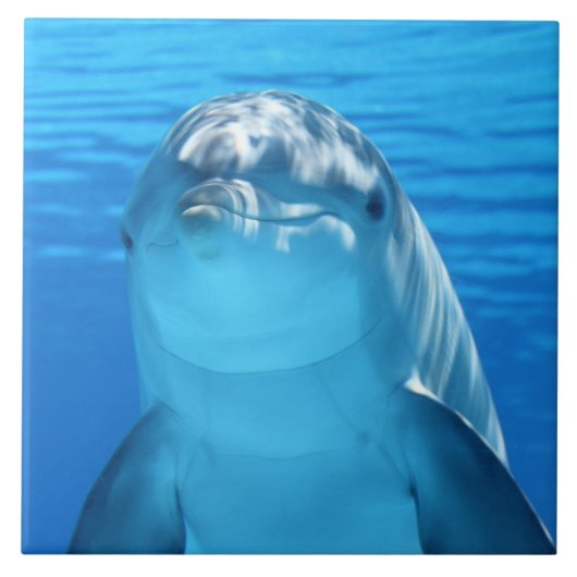 Dolphin Tegeltje (Voorkant)