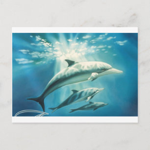 Dolphin Trio Briefkaart