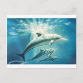 Dolphin Trio Briefkaart (Voorkant)