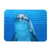 Dolphin, vlak boven magneet (Horizontaal)