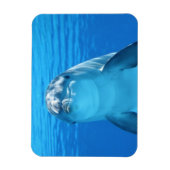 Dolphin, vlak boven magneet (Verticaal)