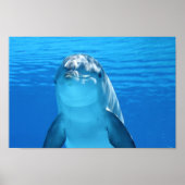 Dolphin, vlak boven poster (Voorkant)