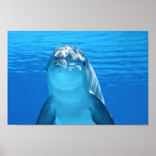 Dolphin, vlak boven poster