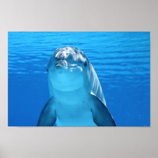 Dolphin, vlak boven poster (Voorkant)