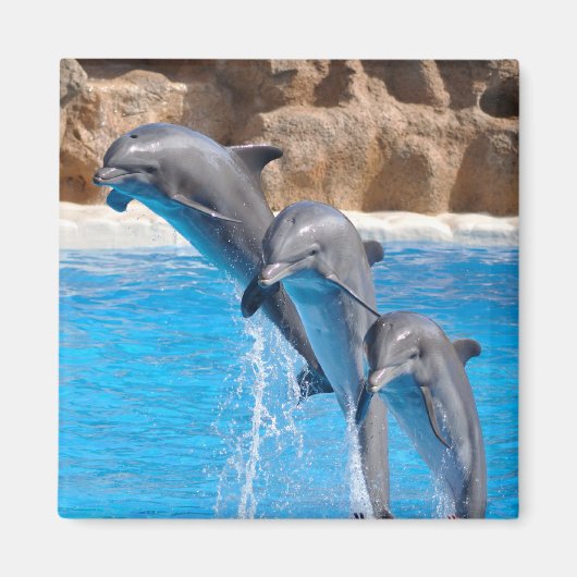 Dolphin Water Beach Tropical Paradise Island Vis Magneet (Voorkant)