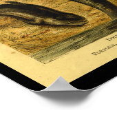 Dolphin Whale Natural History Afdrukken Poster (Hoek)