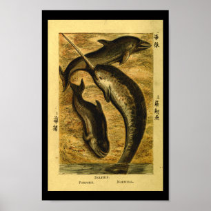  Dolphin Whale Natural History Afdrukken Poster