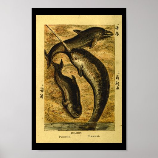 Dolphin Whale Natural History Afdrukken Poster (Voorkant)