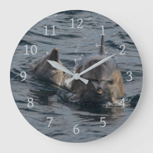 Dolphins Close-up Portrait, Tasmania, Australië Grote Klok