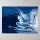 Dolphins Dance Poster (Voorkant)