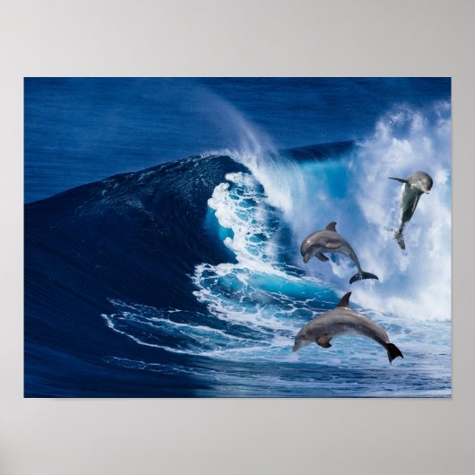 Dolphins Dance Poster (Voorkant)