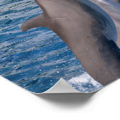 Dolphins jumping out of water poster (Hoek)
