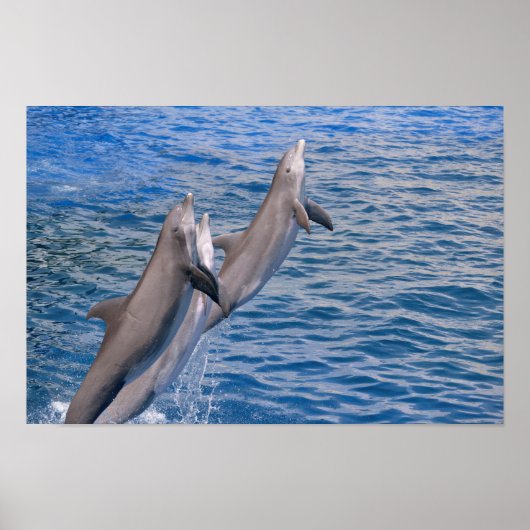 Dolphins jumping out of water poster (Voorkant)