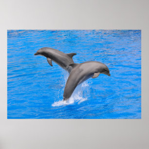Dolphins jumping out of water poster